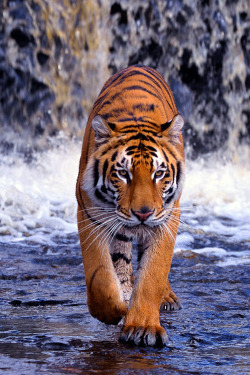plasmatics:  Tiger [via/more] By Sonya 
