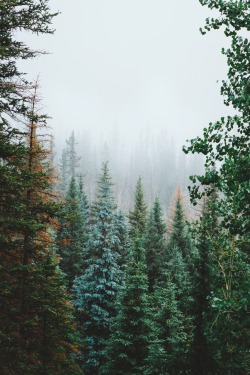 forrestmankins:  Misty summer mornings in