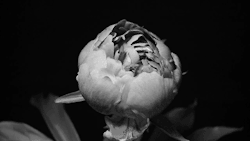 totallytransparent:  Transparent Flower GIF (petals match the colour of your blog)Made by Totally Transparent 