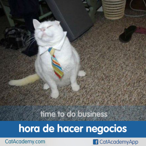 This cat is definitely ready for the new week.http://is.gd/Cat_Spanish