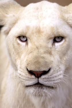 robert-dcosta:  The Rare White Lion || ©