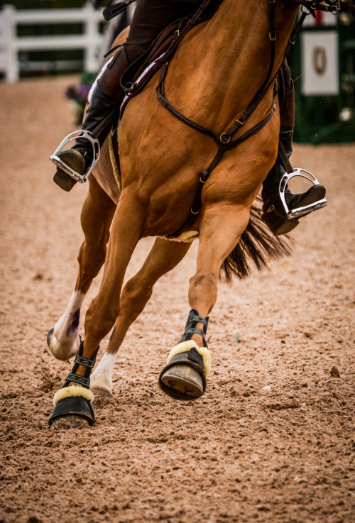 finepointphotography: Classic Phase I Palgrave 2015