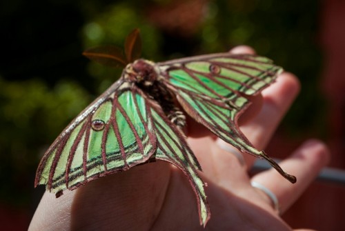 neirahda:Yesterday I had the most magical encounter (Spanish Luna Moth-Graellsia isabellae).Instagra