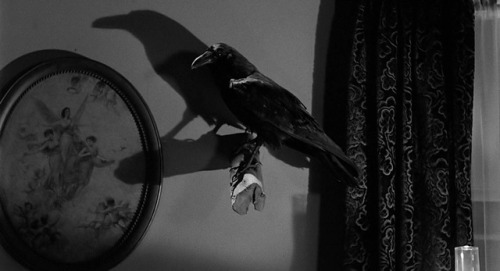 lionfloss - Psycho (1960) dir. Alfred Hitchcock