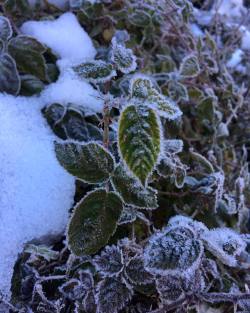 yexplore:  Berry leaves in Yosemite. 