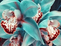 ocean-calliope: Orchid 