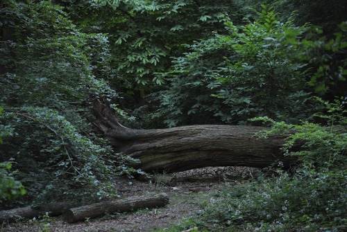 buron: Foxglove Forest (xi)©sydburon - July ‘15