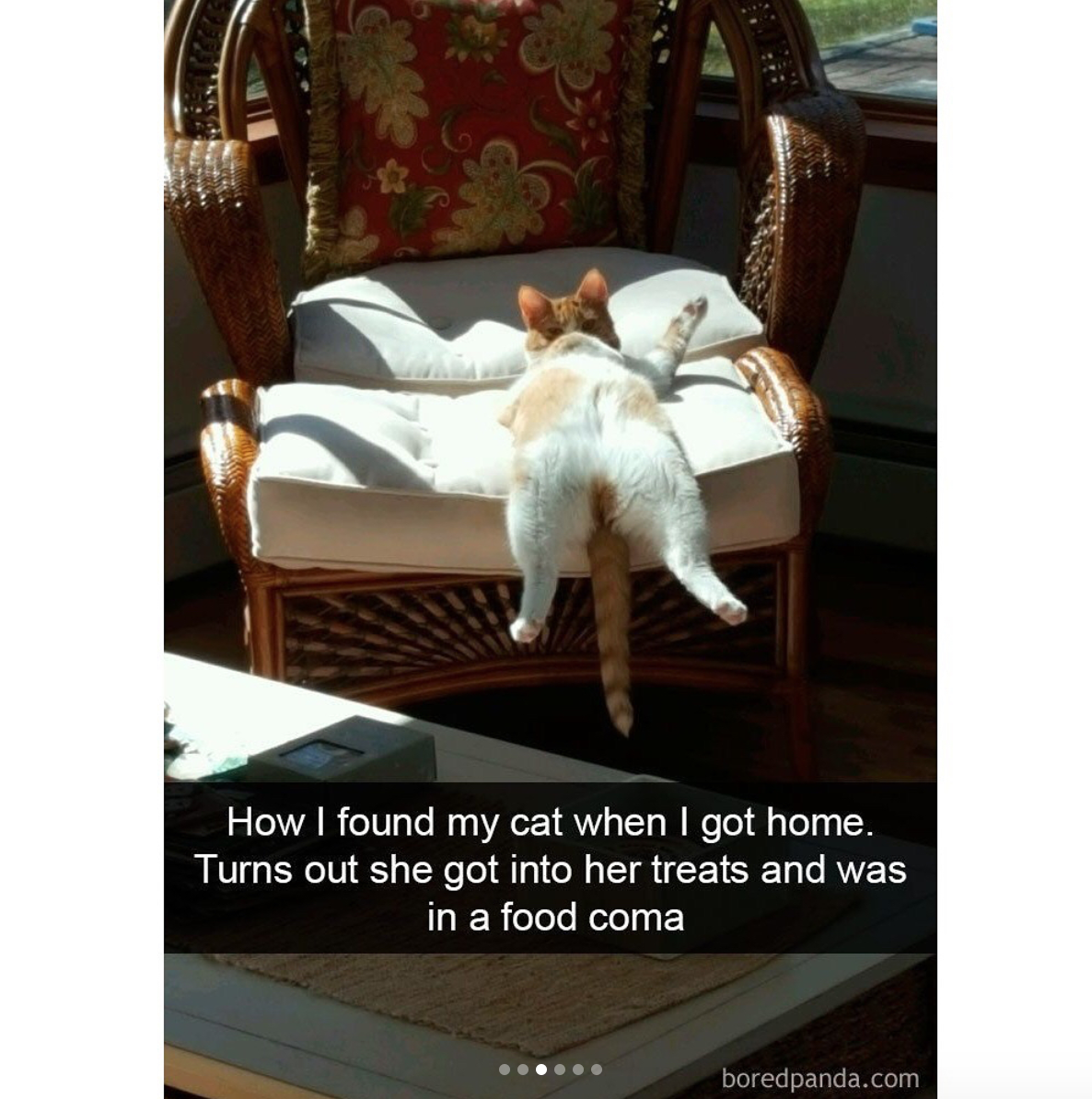 babyanimalgifs:Cat snaps