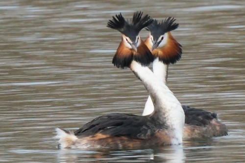 fascinator-birds: Great Crested Grebe (Podiceps cristatus) © Miguel Rouco