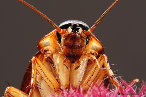 Cockroaches are the ultimate survivors. Famous for their hardiness, they have wandered the Earth in 