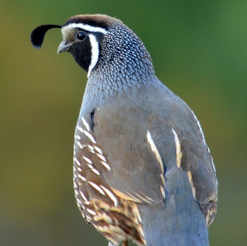 natural-reflection: California Quail or Valley QuailCallipepla californica Turangi, New Zealand, 201