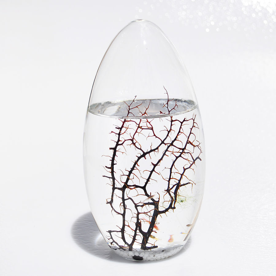 Sealed shrimp tanks/ecosystems: Maybe Don’t