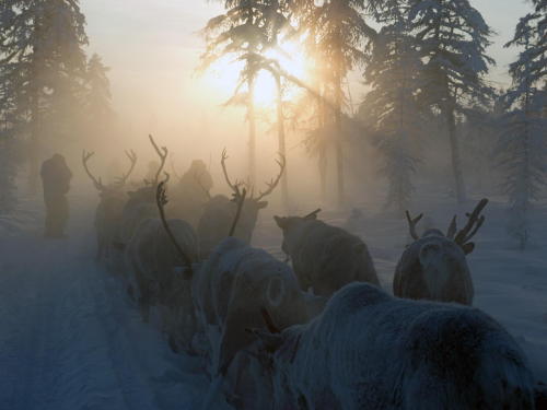 gloomytreehouse: (Heading for Santa in -50 degrees Celsius by Mikael Strandberg)