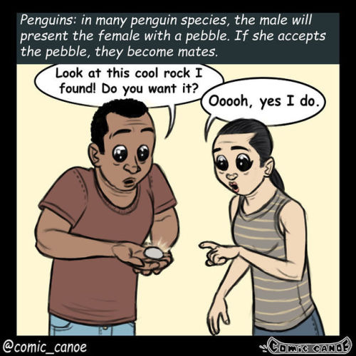 willow-wanderings:tooiconic:scarlet-benoit-is-my-rolemodel:pr1nceshawn:If Humans Flirted Like Animal
