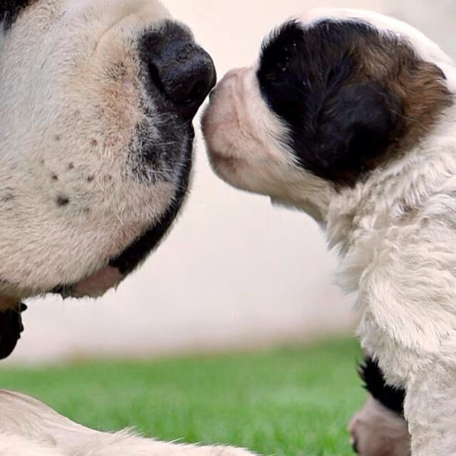 thecutestofthecute:  Saint Bernard Appreciation Post