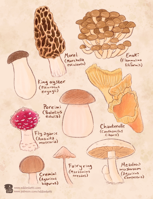 Edible mushroom varieties ❇️Patreon | Twitter