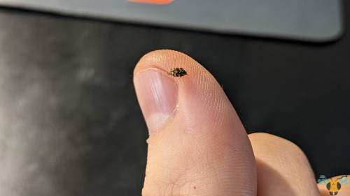 Varied Carpet Beetle - Anthrenus verbasciI was looking through the insect orders and families that h