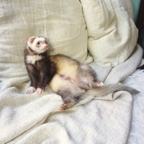 the-book-ferret: floof