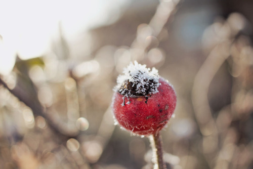 lionandramphotography: Winter warmth