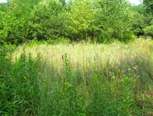 Great spot for the butterflies. The daisy fleabane is almost done, but the knapweed is filling the c