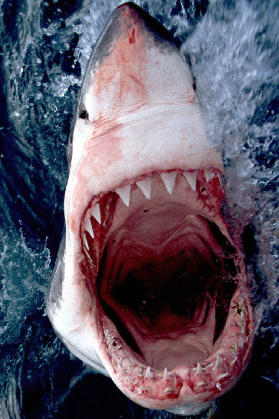 brazenbvll:  Shark Mouth : (CitizenHaut)  