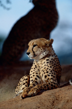 10bullets:  Cheetah (by safari-partners)