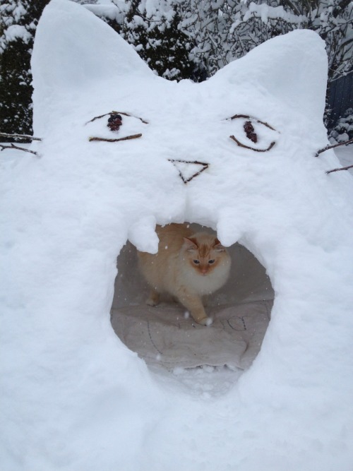 eggplantgoddess:I made him a little kitty snow fort and I think he likes it as much as I do