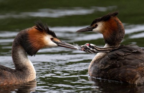 Great crested grebes are ridiculously good at thisThey’re parenting goals, relationship goals,