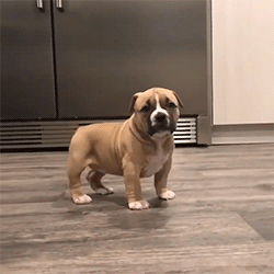 Cutebully