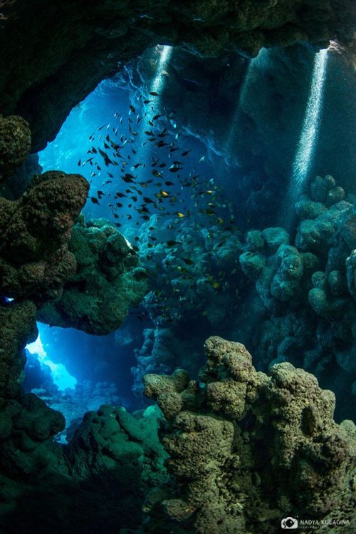 Sex haduta:  Egypt: Underwater sunbeams - Jackfish pictures