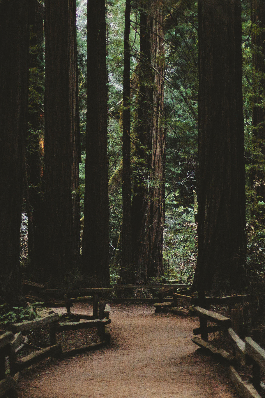 mstrkrftz:  Muir Woods, CA 2014 by Whitney Justesen  My neighborhood!
