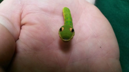  Spicebush Swallowtail Caterpillar Pretending To Be A Snake Bugs Are Truly Spectacular And Here Are 