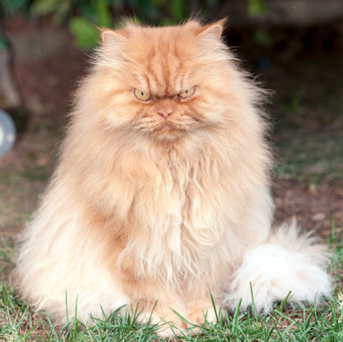 britbrit1103:  catsbeaversandducks:  “But I AM smiling!”Photos by Garfi The Angry Cat  Same