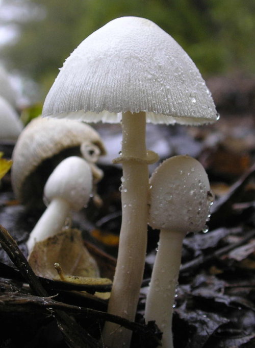 blooms-and-shrooms:Lepiota Family by SauriaMami