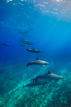 thelavishsociety:  Spinner Dolphins by James