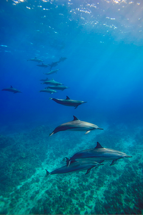 thelavishsociety:  Spinner Dolphins by James Scott | LVSH