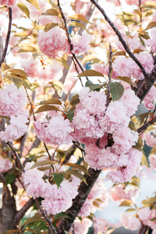 Springtime in Virginia.by Tyler Phenes