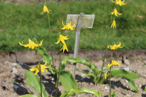 Fritillaria carica (turkish fritillaria).