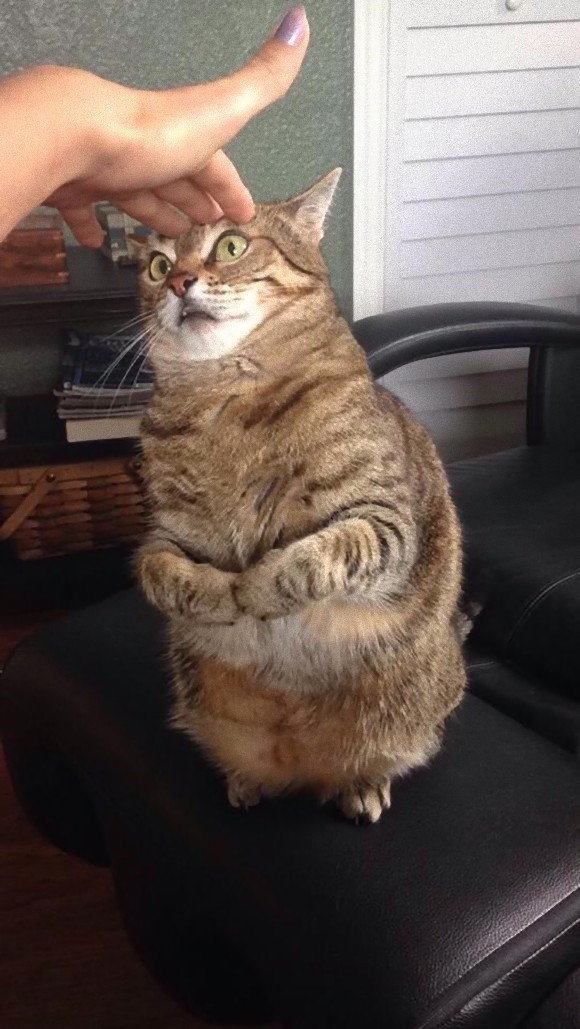 oooooooo:  額に手を置かれた猫の形相があまりにも錯乱だったのでコラ職人がんばる