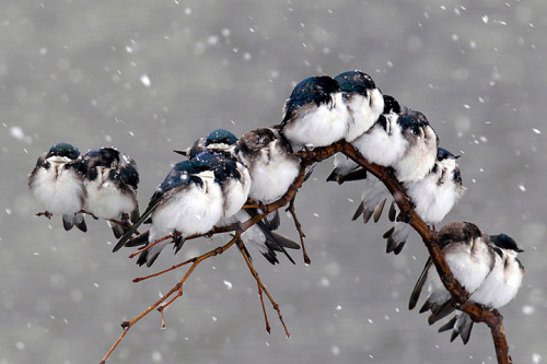 magicalnaturetour:Birds huddle together on a tree branch during a snow storm in April Pembroke, NY. 