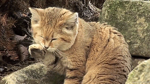 biomorphosis:Sand cats live in sandy, stony deserts and the only species of cat that survive without