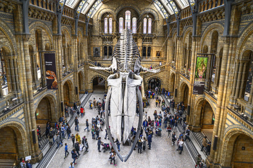 Natural History Museum by MarMont Photography London, UK, 2019 flic.kr/p/2gtXHaw