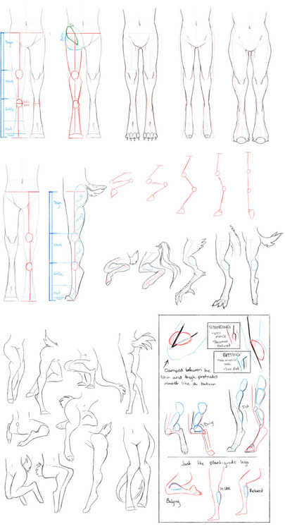 flomation:  sketchypanda:  kiriiv:  how the fuck do legs work i don’t      i have a few feet ones too  and if you wanna do more animalish thingies uwu  