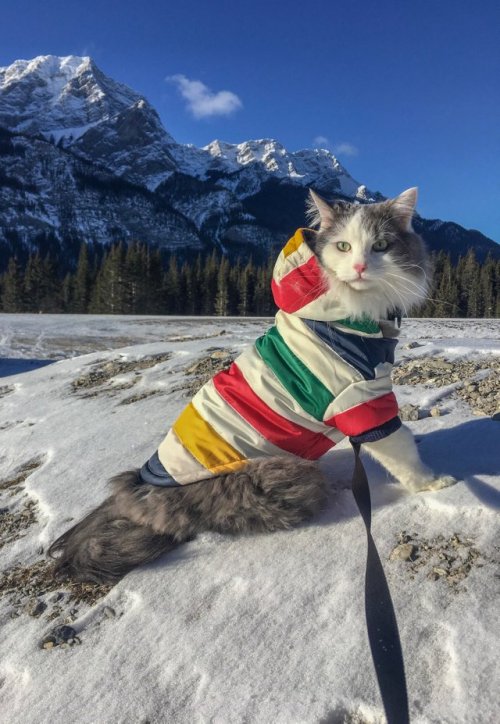 world-of-cats:  Took Gary to a local ice climbing area. He loved it. (source)