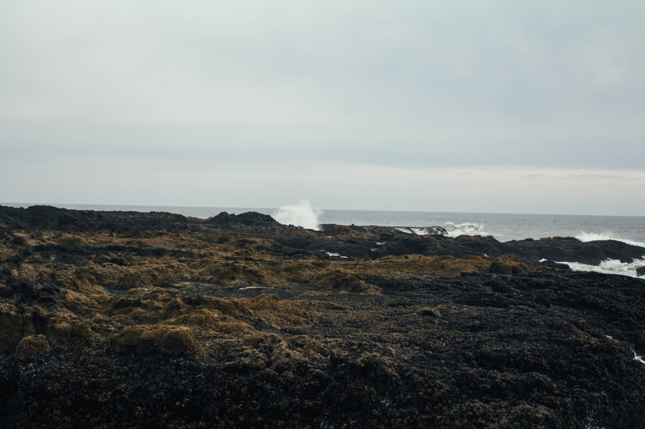 kodiakstag:Heceta Lighthouse // Oregon 