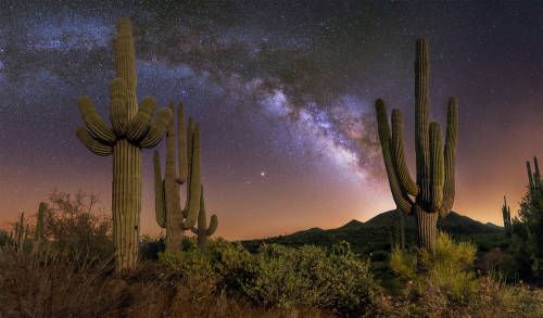 Sonoran Desert by Wayne Pinkston