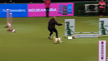tastefullyoffensive:  Olly got a little over-excited during his agility competition