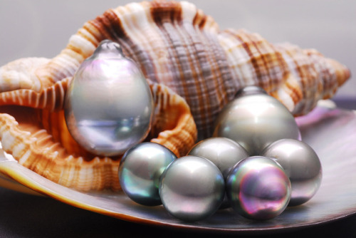 Tahitian Pearls are distinctive for their magnificent colors and hues in which they occur. In the tr