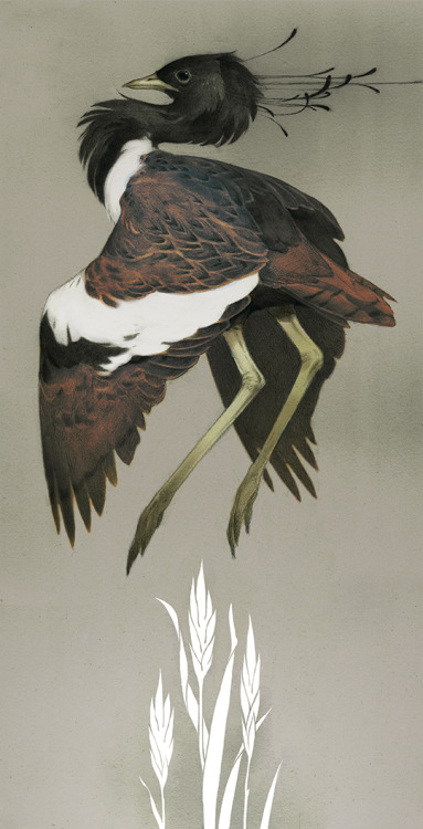 ashmackenzie:  Here’s a piece I did for the Macro & Micro exhibition at Light Grey Art Lab! I decided to do a lesser florican after seeing this video of it’s courtship display because it’s pretty fantastic. The show opens April 19th and there’s