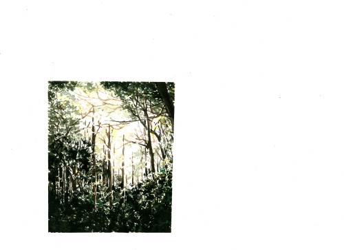 eviecahir: Above: Painting from David’s forest photographs.  Below: A few of my favourite
